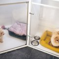 犬が『ペットホテル…