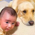 大型犬が『大好きな…