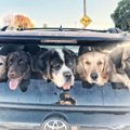 助けが必要な犬猫達…