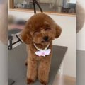 奇跡の１枚！トイプ…