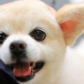 犬が飼い主に『褒め…