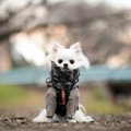 犬が見せる『寒いサ…
