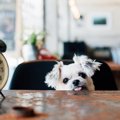 犬の『記憶力』はど…