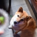 犬が飼い主を睨んで…