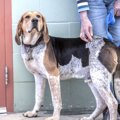 犬が人の足に体を『…