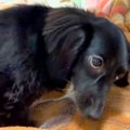 ママの言うこと聞か…