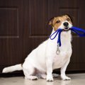 犬がソワソワしがち…