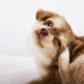 犬が最もかかりやす…