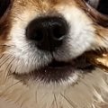 生後8ヶ月のチワワを…