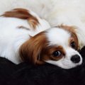 犬の陰睾（潜在精巣…
