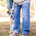 犬が『飼い主以外を…