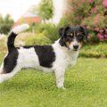 犬を放し飼いにする7…
