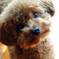 トイプードルの子犬…