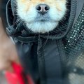 散歩中、カバンの中…