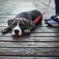 犬が『散歩を楽しく…