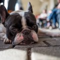 犬を『ファッション…