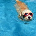 犬が海や川で溺れて…