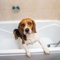 犬がシャワーを嫌が…