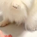 姪っ子に『ハイタッ…