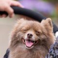 がんになりやすい犬…