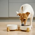 犬に絶対NGな『ご飯…