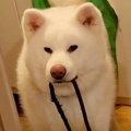 『ばあばにトマトを…