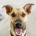 犬の好物について　…
