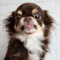 犬の『フードアグレ…