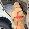 車に乗ろうとする『…