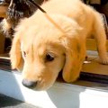 赤ちゃん犬の『初散…