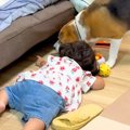 2歳の女の子が、犬に…