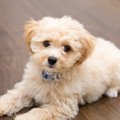 小型犬にとって『危…
