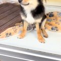 元気がない『1万円の…