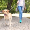 犬の飼い主は毎日の…