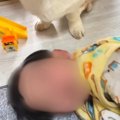 男の子が犬の前で寝…