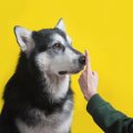 犬が吠えるのは理由…