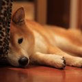 犬が『体調不良』の…