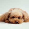犬が『飼い主のそば…