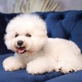 ビションフリーゼは…