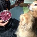 大好き！鹿肉に夢中…