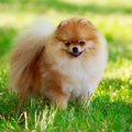 犬にもある「生活習…