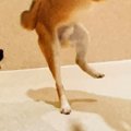 犬をペットホテルに…