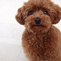 トイプードルを良い…