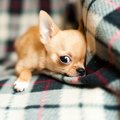 チワワが罹りやすい…