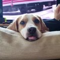 モテる男は辛い？飼…