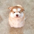 生後2ヵ月の大型犬の…