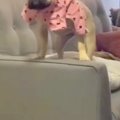 犬に服を着せている…