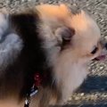 散歩中の犬が『何か…