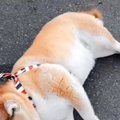 コンビニのチキンの…