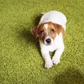 犬が叱られてる！と…